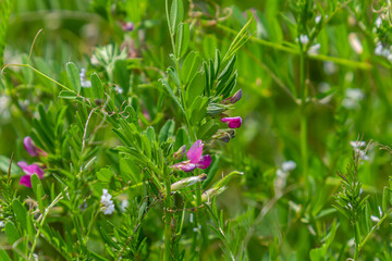 Vicia sativa flowers are blooming in the field