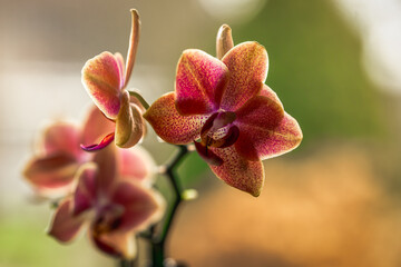 A vibrant pink, red and orange orchid bloom, glowing in natural light, against a soft blurred background