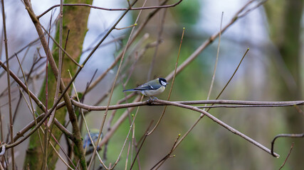 Great tit perched on a tree branch in winter. The bird's striking yellow and black plumage contrasts against the bare branches of the tree. Scotland, Lochwinnoch. Photo taken on 19.01.2025