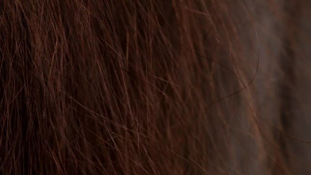 Closeup of brown hair highlights dryness and rough texture. Dry brown hair needs intensive hair care. Brown hair dryness concept in beauty routine.