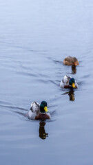 A charming shot of three mallard ducks swimming in a straight line on a peaceful lake. Their coordinated movements add a rhythmic quality to the image. Scotland, Lochwinnoch. Photo taken on 19.01.2025