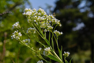 White horseradish fowers close up in organic garden. Blooming horseradish, lat. Armoracia rusticana, a perennial vegetable plant, in spring