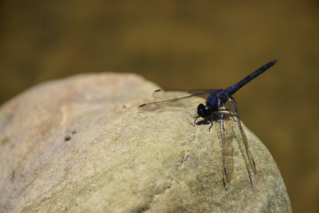 A blue dragonfly perched on a stone