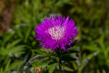 Psephellus whitened Psephellus dealbatus in garden. Bumblebee on flowers