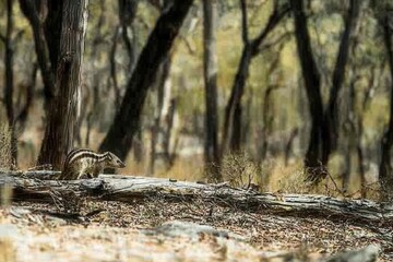 Obraz premium A numbat foraging for termites among fallen logs in a dry eucalyptus forest, its striped coat blending with the bark