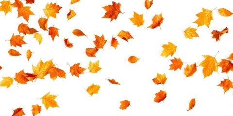 Falling, flying dry autumn leaves in various shades of orange and brown, isolated on a white background, flying, orange