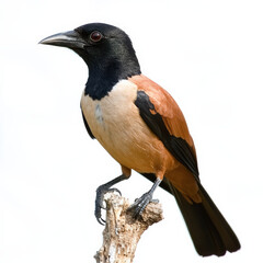 Rufous-tailed Palm Thrush perched on branch, striking plumage.
