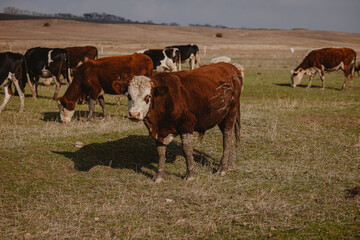 cows and bulls graze in the meadow