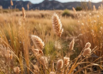 Fototapeta premium Dried Lagurus grass on beige bunny tail grass against a natural background, foliage, lagurus grass, field