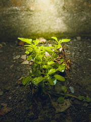 sprout growing in the ground