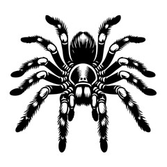 Intricate and Detailed Vector Silhouette of a Spider, Showcasing Its Eight Legs and Web-Creating Abilities, Ideal for Arachnid and Halloween Illustrations, Isolated on a White Background