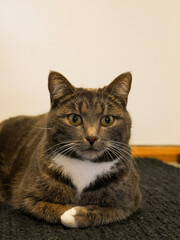 Obraz premium Cat portrait. Very cute, gray, tabby cat laying down on the floor indoors. Looking at something.