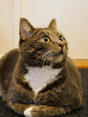 Cat portrait. Very cute, gray, tabby cat laying down on the floor indoors. Looking at something.