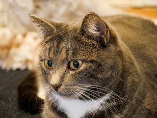 Gray tabby cat laying next to a Springer spaniel dog on the floor indoors. 