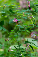 Lathyrus niger grows in the wild nature of the forest in spring