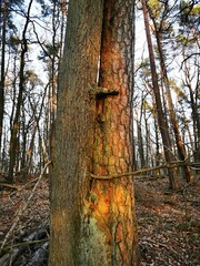 Bad Zwesten, Hesse, Germany, Europe, March April Nature Forest