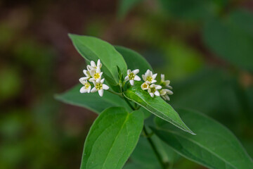 Vincetoxicum hirundinaria. Close up of white swallow wort.Vincetoxicum in the family Apocynaceae