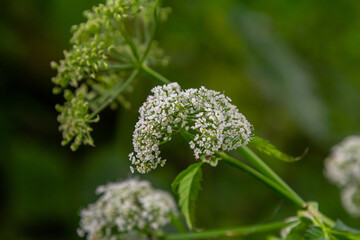 white inflorescence and green leaves of Aethusa cynapium plant