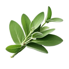 green leaves, isolated on transparent background