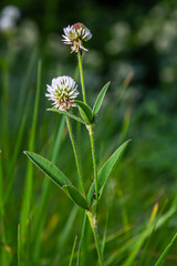 Trifolium montanum, mountain clover meadow in summer. Collecting medicinal herbs for non-traditional medicine.