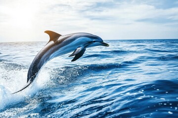 Fototapeta premium pod of dolphins leaping gracefully out of sparkling ocean waves in Byron Bay. 