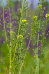 Camelina microcarpa, Brassicaceae. Wild plant shot in spring