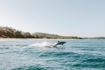 Fototapeta premium pod of dolphins leaping gracefully out of sparkling ocean waves in Byron Bay. 