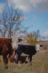 cows and bulls graze in the meadow