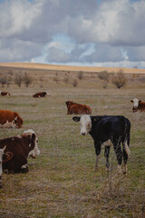cows and bulls graze in the meadow  