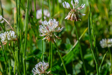 White clover flowers among the grass. Trifolium repens