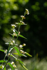 Vincetoxicum hirundinaria. Close up of white swallow wort.Vincetoxicum in the family Apocynaceae