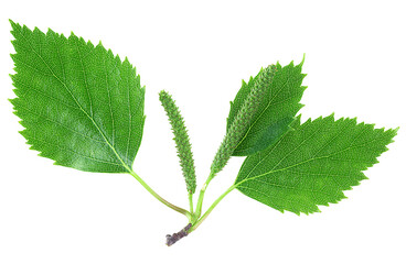 Young birch branch isolated on a white background. Green birch leaves and catkins.