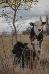 cows and bulls graze in the meadow  