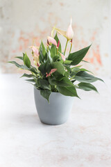 Stylish potted Anthurium plant with subtle pastel blooms, placed against a rustic backdrop. Great for lifestyle blogs, apartment decor ideas, or visuals for garden and landscaping campaigns.
