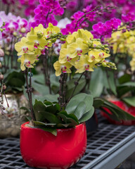 Potted yellow Phalaenopsis orchids with pink centers in a red ceramic pot, surrounded by vibrant orchids in a greenhouse. Perfect for online flower shops, product listings, or floral catalogs.