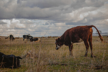 cows and bulls graze in the meadow  