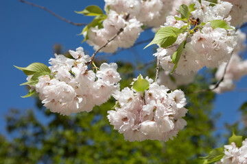 Japanese cherry (Prunus serrulata)