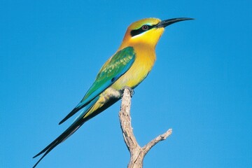Fototapeta premium A rainbow bee-eater perched on a branch, its iridescent feathers catching the sunlight in Kakadu National Park