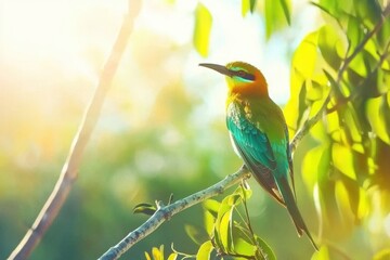 Fototapeta premium A rainbow bee-eater perched on a branch, its iridescent feathers catching the sunlight in Kakadu National Park