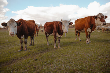 cows and bulls graze in the meadow  