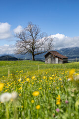 Fr&uuml;hling im Allg&auml;u
