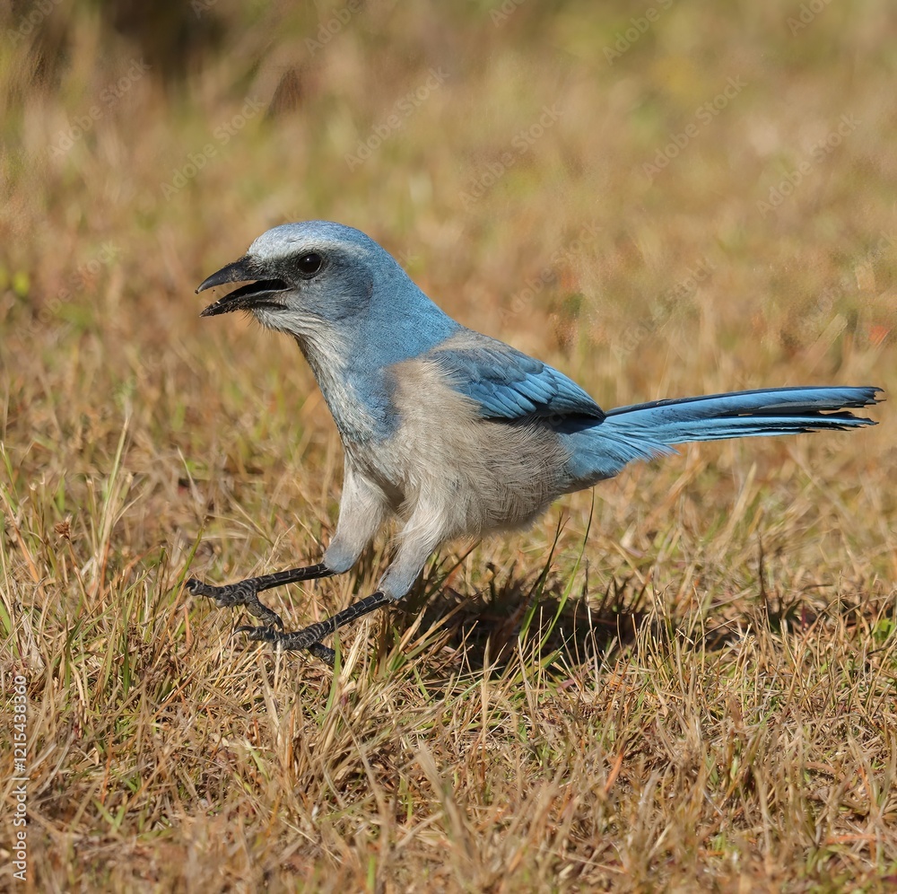 Wall mural Gorgeous Florida Scrub Jay Endangered Merritt Island NWR 