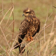 Endangered Snail Kite Evolutionary Wonder Florida