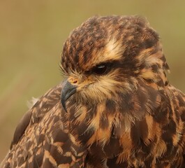 Endangered Snail Kite Evolutionary Wonder Florida