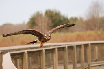 Endangered Snail Kite Evolutionary Wonder Florida