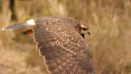 Endangered Snail Kite Evolutionary Wonder Florida