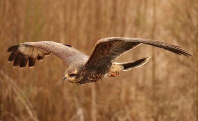 Endangered Snail Kite Evolutionary Wonder Florida