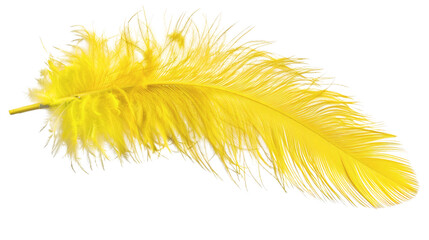 Yellow feather isolated on white background © Nawab stock