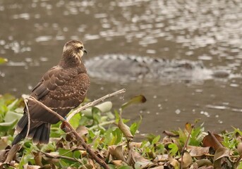 Endangered Snail Kite Evolutionary Wonder Florida