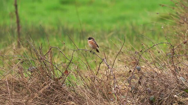 A male European stonechat (Saxicola rubicola) sitting on the branch of a blackberry.